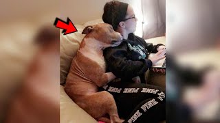 Girl Adopts Pitbull From Shelter And Hes So Happy He Cant Stop Cuddling [upl. by Atileda]