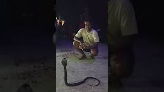 snake 🐍🐍 rescue 🙂 😍 dangerous like comment share andsubscribelikeforlikes rpmshortvide [upl. by Lamaaj666]