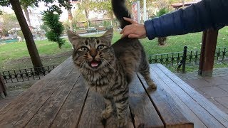 Tabby cat meowing for food and love on a windy day [upl. by Lamont]