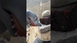 Shark Puppet makes beautiful rock sculpture [upl. by Feldstein]