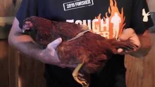 Differentiating 23 monthold Hens from Roosters [upl. by Ynolem]