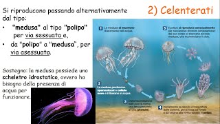 Regno degli ANIMALI  parte 2  INVERTEBRATI [upl. by Assiluj356]