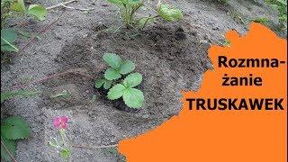 Jak rozmnażać truskawki przez odrosty  prosty sposób🍓🌱🍓 [upl. by Haynes]