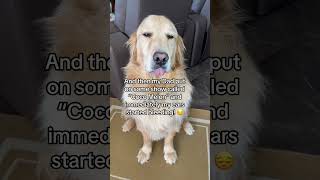 Buddy has worked way too hard to deal with this mistreatment… rant voiceover funnydog shorts [upl. by Cynera805]