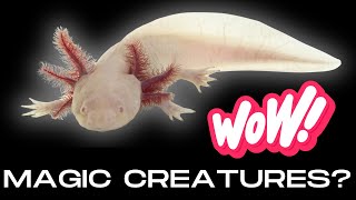 Ultimate Axolotl Care Guide Expert Tips for Happy and Healthy Axolotls [upl. by Aridan397]