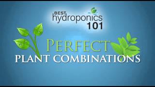 Best Hydroponics System for Growing 420 Marijuana  420 Hydroponics 101 [upl. by Ezaria967]