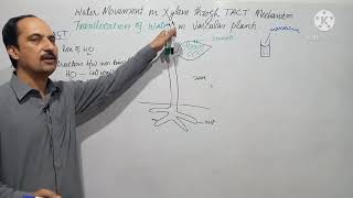 Water movement in xylem through TACT cohesion tension theory in URDUHINDI [upl. by Raoul]