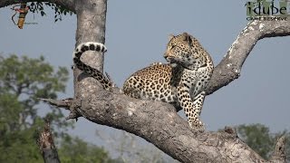 Leap Of Leopards  Mother And Cubs 28 Youngsters Alone [upl. by Cypro739]