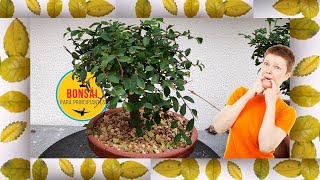 😲😲Olmo chino bonsai HOJAS AMARILLAS  ¿QUÉ HAGO Sigue estos 2 pasos [upl. by Thacher]