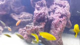 cichlid fish tank setup new fish tank ❤️ [upl. by Izmar680]