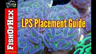 Beginner Guide To LPS Placement In A Reef Tank [upl. by Sverre]