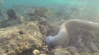 Snorkeling Hanauma Bay  HUGE eel attacks and eats octopus [upl. by Adnuahs]