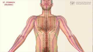 ST  STOMACH MERIDIAN Meridijan Želodca [upl. by Eeryk]