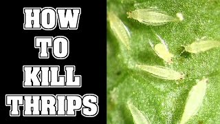 How To Get Rid Of Thrips Pests In Your Garden [upl. by Peppard]