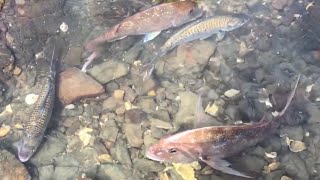 Snapper  Rock fishing Nz [upl. by Eulalia]