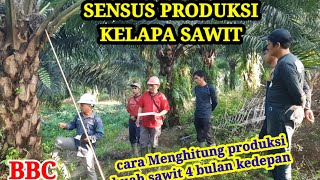 SENSUS PRODUKSI KELAPA SAWIT  BBC [upl. by Atteval]