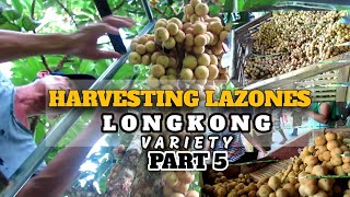 HARVESTING LANZONES LONGKONG VARIETY LANZONES FARMING PART 5 PHILIPPINES [upl. by Keegan358]