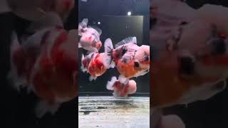 oranda goldfish 🐠🐟youtubeshorts goldfishlover subscribe music trandingshorts [upl. by Eeleimaj]