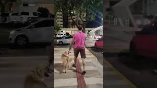 Fit dad and dog shortsfit fitness fitnessmotivation dog fitdad goldenretriever [upl. by Primavera]