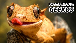 Gecko Facts Some are LEGLESS  Animal Fact Files [upl. by Adym]