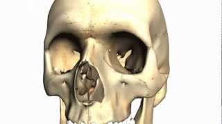 Skull tutorial 2  Bones of the facial skeleton  Anatomy Tutorial PART 1 [upl. by Otsenre958]