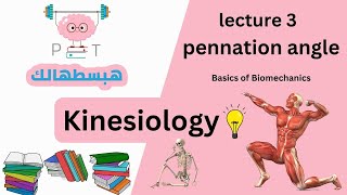 pennation angle lec 3 part 3 هبسطهالك kinesiology [upl. by Neitsabes]