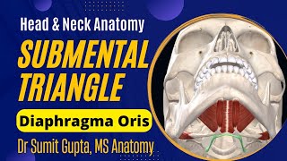 SUBMENTAL TRIANGLE  Anatomy [upl. by Jarvis477]