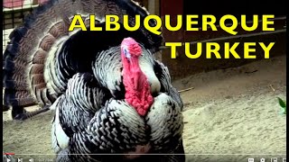 ALBUQUERQUE TURKEY SONG  POPULAR CHILDREN SONG [upl. by Nileek96]