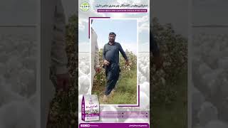 Tezro Cotton Seed Farmer Review  Kot DG01  Cotton Variety [upl. by Mairim]