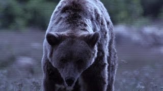 Roemenië het beloofde berenland  Wild van Dieren  VTM [upl. by Ekaj]