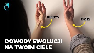 Jakie są DOWODY EWOLUCJI które znajdziesz NA SWOIM CIELE viral ciekawostki historia [upl. by Esineg783]