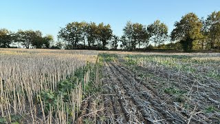 Triticale de Colza en terre froide hydromorphe à très faible potentiel ACS [upl. by Milone]