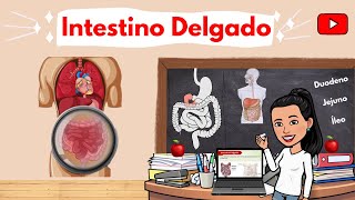 SISTEMA DIGESTÓRIO Intestino Delgado Duodeno Jejuno e Íleo [upl. by Suivatra]