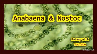 Anabaena amp Nostoc botanywithyoutube [upl. by Ahsiela]