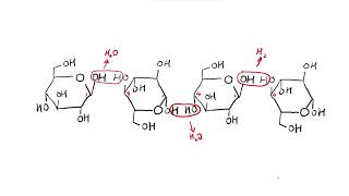 AS Biology  Celllulose structure OCR A Chapter 33 [upl. by Aelhsa]