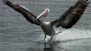 Exotic Birds  Australian Pelicans Skimming Over Water [upl. by Komarek]