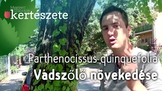 Vadszőlő növény növekedése  Parthenocissus tricuspidata  Megyeri Kertészet Győr [upl. by Pall]