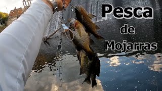 Pesca de Mojarras con lombriz de tierra [upl. by Ennovahc]