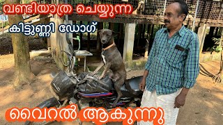 വൈറൽ ഡോഗ് വണ്ടിയിൽ നിന്നും ചാടുമോ viral dog malayalam [upl. by Lyrak]