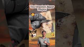 Jiggers removal now parts 79 😱😱😱🐜Omg satisfying easy cleaning 🧼 [upl. by Waxman]