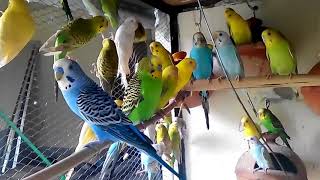 Budgies Parrots colony makes better benefit than cages [upl. by Atnuhs]