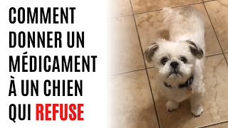 Comment donner un médicament à un chien qui refuse [upl. by Bethina]