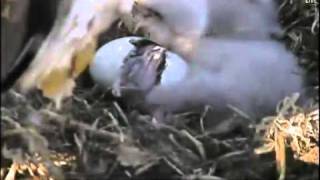 2011 First Look at Decorah Eagle Nest Cam 3rd Baby Eagle Hatching [upl. by Egoreg558]