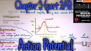 Action potential  chapter 5 part 24  Guyton and hall text book of medical physiology [upl. by Eusassilem]