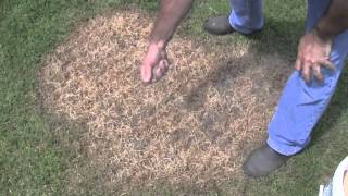 Quick overview of the Grass Stitcher lawn seeding tool [upl. by Nayra]