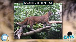 Rare Asian golden cats spotted in western China [upl. by Obaza]