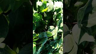 ASMR green gold🌱💛 handpanmusic nature 963⚡️ [upl. by Ayad157]