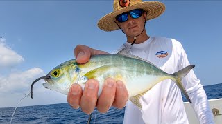 Using BIG BAITS to Catch Dinner Catch Clean Cook Amberjack [upl. by Yerd679]