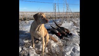 Intro to Hunting Public Land Pheasants in South Dakota [upl. by Amersham198]