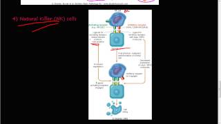 67P  Innate Immunity NK cells Natural Killer Cells [upl. by Adlay]